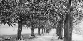 Fig Tree Avenue, How To Make Events More Green