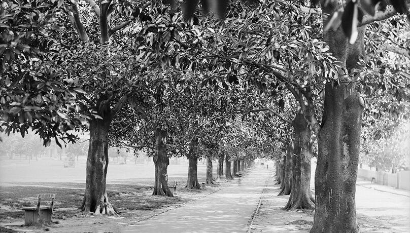 Fig Tree Avenue, How To Make Events More Green