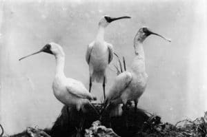 spoonbills black and white photograph symbolising event networking